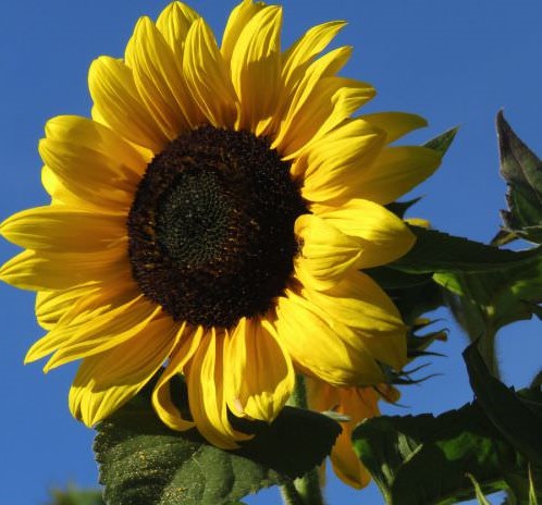 Soubor:Sunflower.jpg